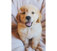 Golden Retriever Puppy Journal: Hardcover, 6 x 9 Inches, 180 Pages, Blank Lined Notebook, Matte Finish. Dog and Animal Lover, Cute Dogs and Puppies, Mental Wellness and Stress Management Journals