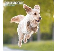 Goldendoodle - Calendario tradicional 2024