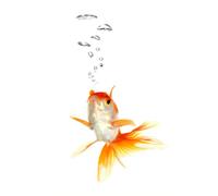 Goldfish Notebook: Lined Journal for Fish Lovers | Cute Aquarium Writing Notebook | 120 Ruled Pages for Notes, Journaling, School, Work & Daily Writing