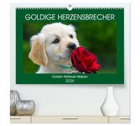 Goldige Herzensbrecher - Golden Retriever Welpen (hochwertiger Premium Wandkalender 2026 DIN A2 quer), Kunstdruck in Hochglanz: Entzückende Golden Retriever Welpen begleiten uns durch das Jahr