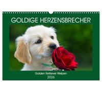 Goldige Herzensbrecher - Golden Retriever Welpen (Wandkalender 2026 DIN A3 quer), CALVENDO Monatskalender: Entzückende Golden Retriever Welpen begleiten uns durch das Jahr