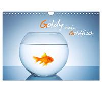 Goldy - mein Goldfisch (Wandkalender 2026 DIN A4 quer), CALVENDO Monatskalender: Lasse dich von Goldy dem Goldfisch ein Jahr in 12 Bildern begleiten