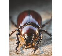 Goliath Beetle Notebook: 8.5 x 11 Wide Ruled Notebook for Students, Journaling, Insect Lovers, Bug lovers and Everyday Writing