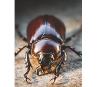 Goliath Beetle Notebook: Beetle Journal: 8.5 x 11 Writing Notebook with Wide Ruled Pages for Students, Journaling, Office Use, and Bug Enthusiasts