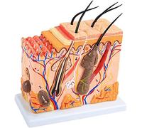 GOOBIX Modelo Anatómico De Piel Humana, Modelo De Bloque De Piel Humana 3D Anatomía Anatómica Médica para Biología Cirugía Cosmética Ayuda para La Enseñanza Suministros De Laboratorio