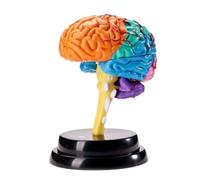 GOOPEEG Modelo Anatómico Modo Anatómico del Cerebro Humano Partes Desmontables del Modelo Anatómico del Cerebro Enseñanza Escolar