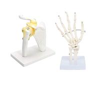 Goorvoucs Modelo de articulación de hombro humano con modelo de articulación de mano humana, modelo anatómico de esqueleto, herramienta de estudio de anatomía humana