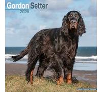 Gordon Setter Calendar 2026 Square Dog Breed Wall Calendar - 16 Month