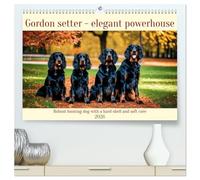 Gordon Setter - elegant powerhouse (High Quality Premium Wall Calendar 2026 DIN A2 landscape),CALVENDO 12 Month Wall Calendar: Robust hunting dog with a hard shell and soft core