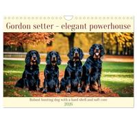 Gordon Setter - elegant powerhouse (Wall Calendar 2026 DIN A4 landscape), CALVENDO 12 Month Wall Calendar: Robust hunting dog with a hard shell and soft core
