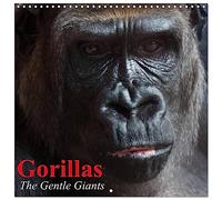 Gorillas • The Gentle Giants (Wall Calendar 2026 12" x 24" / 30 x 60 cm (abierto) CALVENDO 12 Month Wall Calendar