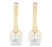 Goufride 2 unidades de 45 cm flexible 1:1 para adultos, modelo de columna vertebral lumbar con modelo de esqueleto humano con disco vertebral modelo de pelvis