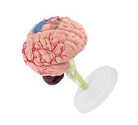 GOWENIC Modelo Anatómico de Cerebro Humano Desmontado, Herramienta de Enseñanza Médica, Juguete, 1 Modelo de Anatomía de Cerebro Humano de Plástico con Base de Exhibición, Pintura Colorida Altamente