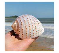 GPDNBIEU Conchas de Caracol Grandes, Conchas Marinas, 1 Pieza de caracola Marina Grande y RARA 8 a 12 cm(10~12cm)