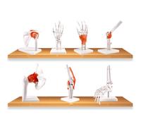GPDNBIEU, Cuerpo Humano 7 Piezas Esqueleto Anatomía Modelos Comunes Serie Modelo Hombro Codo Cadera Rodilla Mano Pie