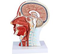 GPDNBIEU, Estructura de músculos faciales con muestra nervios, modelo boca, nariz y garganta for enseñanza exhibición estudios médicos
