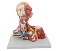 GPDNBIEU, Modelo anatómico del cuello de la cabeza cráneo humano, cerebro desmontable, for exhibición aprendizaje educación estudiante