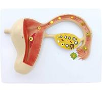 GPDNBIEU, Modelo anatómico humano de proceso formación óvulos fertilizados humanos, for modelo enseñanza médica ginecología