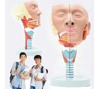 GPDNBIEU, Modelo anatómico laríngeo del músculo faríngeo humano, modelo de desmontable 2 partes boca, nariz, lengua