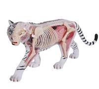 GPDNBIEU, Modelo de anatomía del tigre 4D Vision, con 28 órganos y partes cuerpo totalmente desmontables, rompecabezas tridimensional