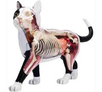 GPDNBIEU, Modelo de anatomía gato 4D, 28 órganos y partes del cuerpo desmontables, entrenamiento veterinario for la enseñanza animales