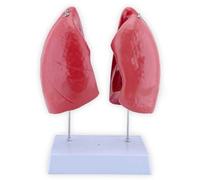 GPDNBIEU, Modelo de anatomía pulmonar desmontable con 4 partes desmontables y precisa, fácil observar comprender