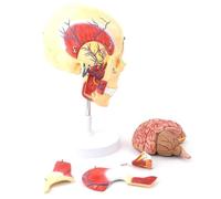 GPDNBIEU, Modelo de cerebro cráneo humano, anatomía maxilofacial, nervio muscular arteriovenoso, modelo músculo temporal masetero