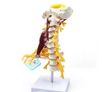 GPDNBIEU, Modelo de esqueleto la columna vertebral humana, modelo nervio muscular cervical, utilizado for enseñanza anatomía ósea