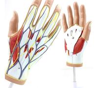 GPDNBIEU, Modelo de esqueleto mano, modelo neurovascular médico anatomía la humana