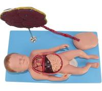 GPDNBIEU, Modelo Fetal con Estructura Visceral 13 PCS Desmontable for Ciencias Aula Estudio Enseñanza Médico