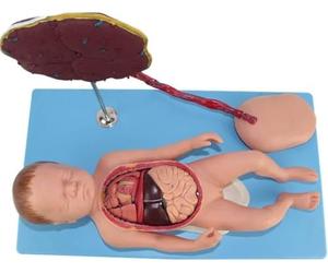 GPDNBIEU, Modelo Fetal con Estructura Visceral 13 PCS Desmontable for Ciencias Aula Estudio Enseñanza Médico