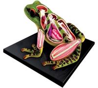 GPDNBIEU, Rompecabezas 4D Vision Rana Anatomiemiemodell Ensamblado Biología Animal Cuerpo Médico Modelo de Enseñanza Anatomía