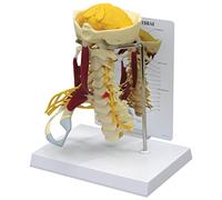 GPI Anatomicals Columna cervical con músculos deluxe