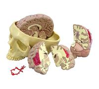 GPI Anatomicals Modelo de cerebro