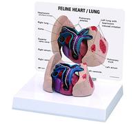 GPI Anatomicals Modelo de corazón y pulmones felinos