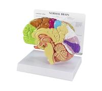 GPI Anatomicals Modelo de medio cerebro