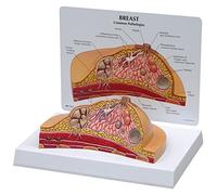 GPI Anatomicals Modelo de pecho con sección transversal