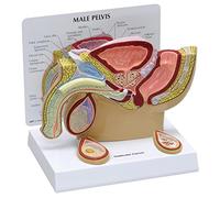 GPI Anatomicals Modelo de pelvis masculina con testículos