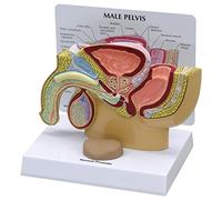 GPI Anatomicals Pelvis masculina con próstata