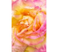 Grace in Every Drop Journal