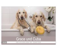 Grace und Cuba - Das verrückte Leben der Golden Girls (Wandkalender 2026 DIN A2 quer), CALVENDO Monatskalender: Ein lustiges Jahr mit zwei Golden Retriever Mädchen
