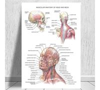 Gráfico anatómico anatomía del cuerpo humano póster de arte médico lienzo pintura cuadro pared for decoración hogar carteles e impresiones(0010,14x21 inch Unframed)