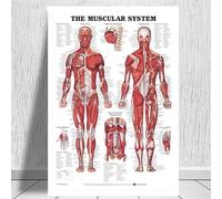 Gráfico anatómico anatomía del cuerpo humano póster de arte médico lienzo pintura cuadro pared for decoración hogar carteles e impresiones(0009,20x30 inch Unframed)