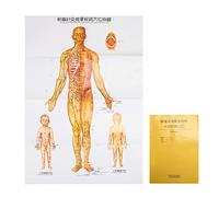 Gráfico de Pared de Acupuntura en Chino E Inglés, Mapa de Acupuntura Humana Frontal de Gran Tamaño, Completo Y Detallado, Acupuntura Humana, Meridianos, Puntos de Acupresión, Pósteres para Mujeres Y H