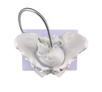 Gralara Modelo de Obstétrico Pelvis Ósea Canal de Nacimiento con Estructura Anatómica Detallada y Cabeza Ajustable en PVC Adecuado para Capacitación Clínica