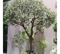Gran Árbol De Olivo Falso - Planta Artificial De Seda con Olivas Realistas Y Tronco De Madera Natural Maciza, Decoración De Bajo Mantenimiento para El Hogar Interior 2mx1.8m