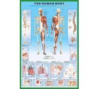 Gran poster laminado - Anatomía del Cuerpo Humano - Poster Didáctico con medidas 36 x 24 pulgadas (90 x61cm)