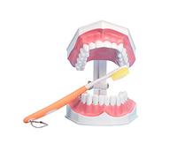 Grandes herramientas de Dental Dientes Estudio Dientes Modelo con inferior extraíble dientes paciente y cepillo de dientes para Kids cuidado Oral Enseñanza