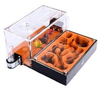 Granja de hormigas natural, casa de hormigas, nido de hormigas, granja de hormigas, casa de hormigas, estudio del comportamiento de las hormigas, nido de hormigas, terrario de hormigas, formicario edu