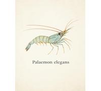Graph Paper Notebook 5x5 mm - Palaemon elegans - 100 Pages - 8.5" x 11" - Ocean Treasures Series: Elegant shrimp-themed notebook with naturalist ... biology students, ocean lovers, journaling